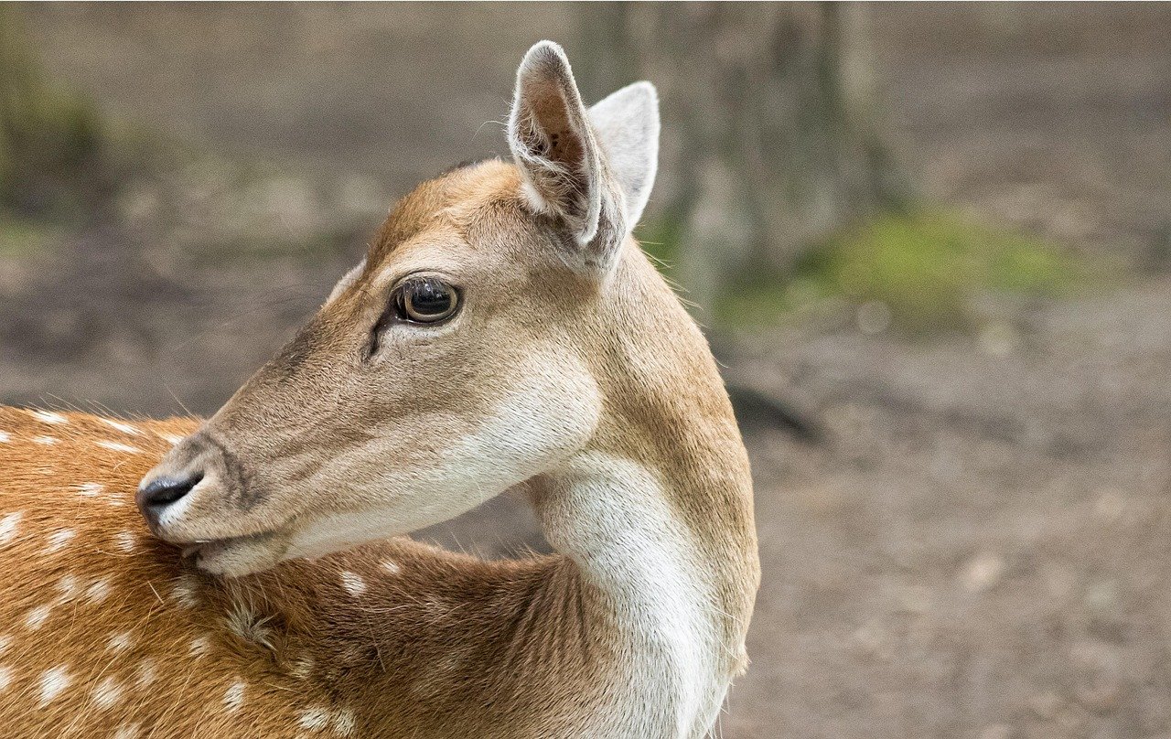 Photo illustrant le métier de Animalier de laboratoire