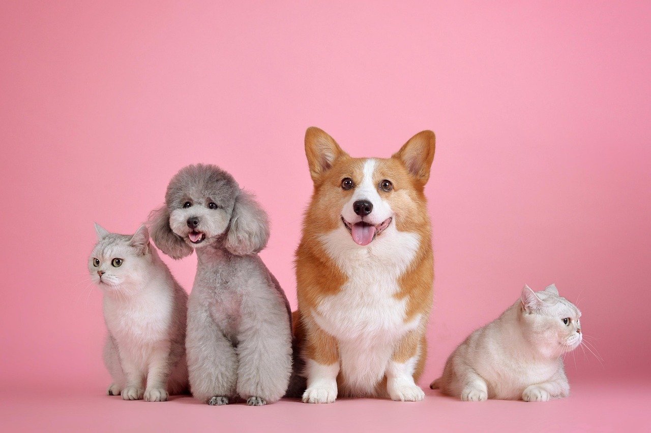 Photo illustrant le métier de Soigneur d'animaux